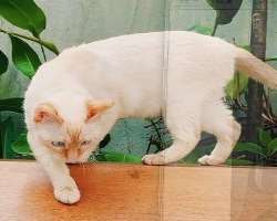 The star is a cat lover, which was also featured in her Instagram.